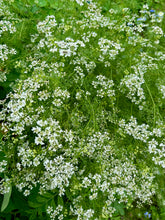 Cilantro