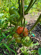 Tomato (Hazel Creek Tomato)