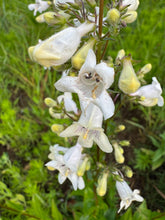 Foxglove Beardtongue