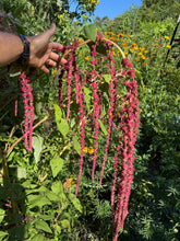 Amaranth (Love-lies-bleeding)