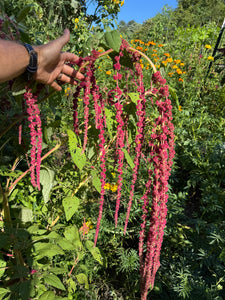 Amaranth (Love-lies-bleeding)