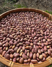 Bean (Flor de Junio Bean)