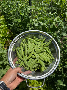 Sugar Snap Peas