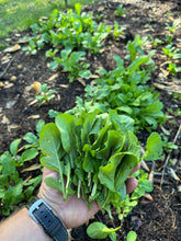 Arugula/Rocket