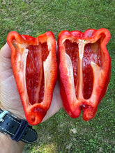 Pepper (Tendre de Châteaurenard Pepper)