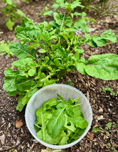 Arugula/Rocket