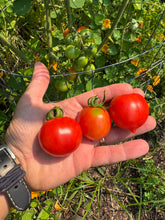 Tomato (Tondo con Pizzo Long-keeper Tomato)