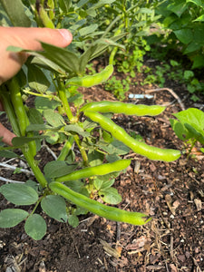 Fava Bean