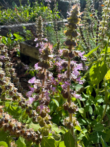 Basil (Holy Basil / Tulsi)