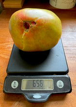 Tomato (Taiga Tomato)