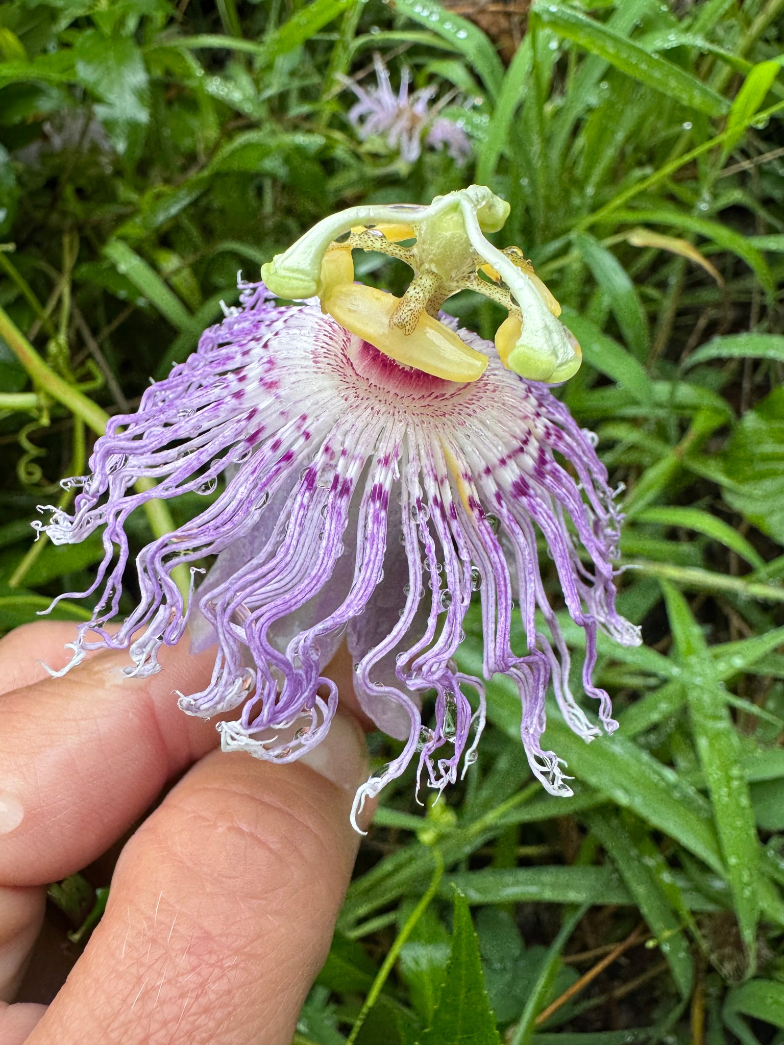 maypop passion flower seeds Passionflower / Maypop – Kids Seed Co