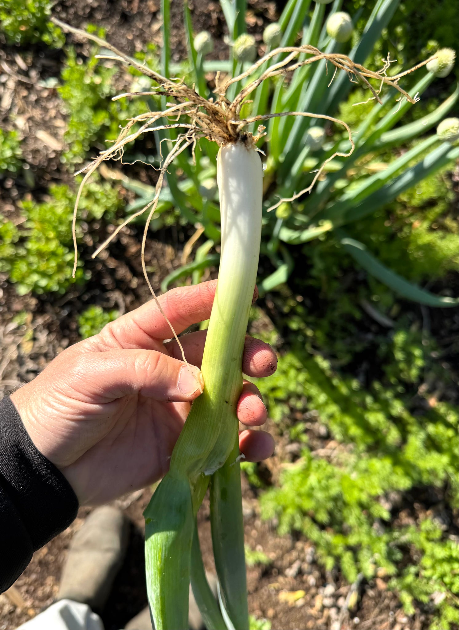 plant green onions from seed Onion (Evergreen bunching scallion) – Kids Seed Co