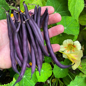 Bean (Royal Burgundy)