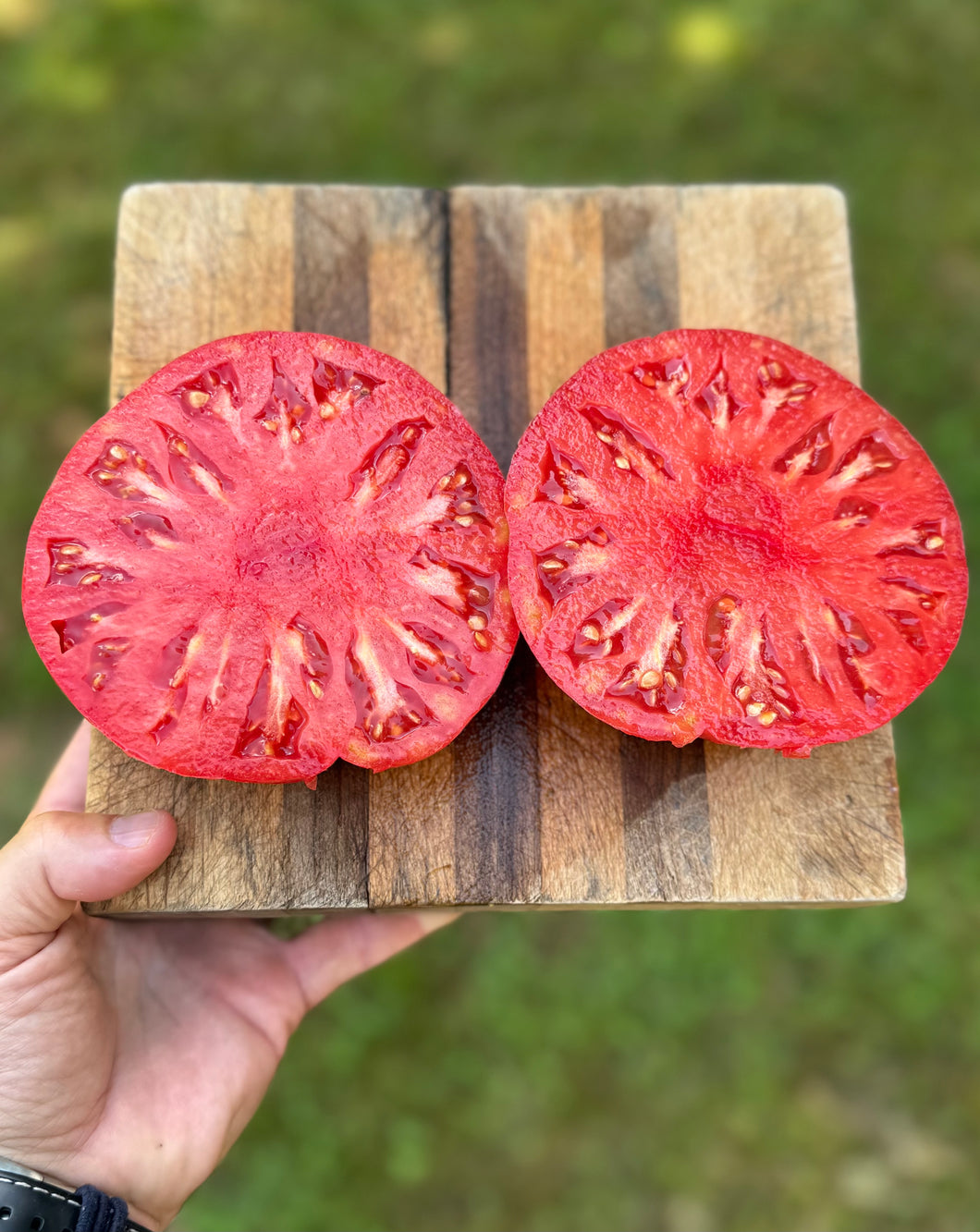 Tomato (Potiron Écarlate / Scarlet Pumpkin Tomato)