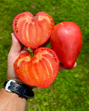 Tomato (Téton de Vénus, Venus Nipple Tomato)