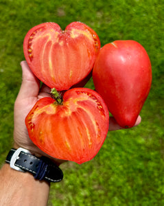 Tomato (Téton de Vénus, Venus Nipple Tomato)
