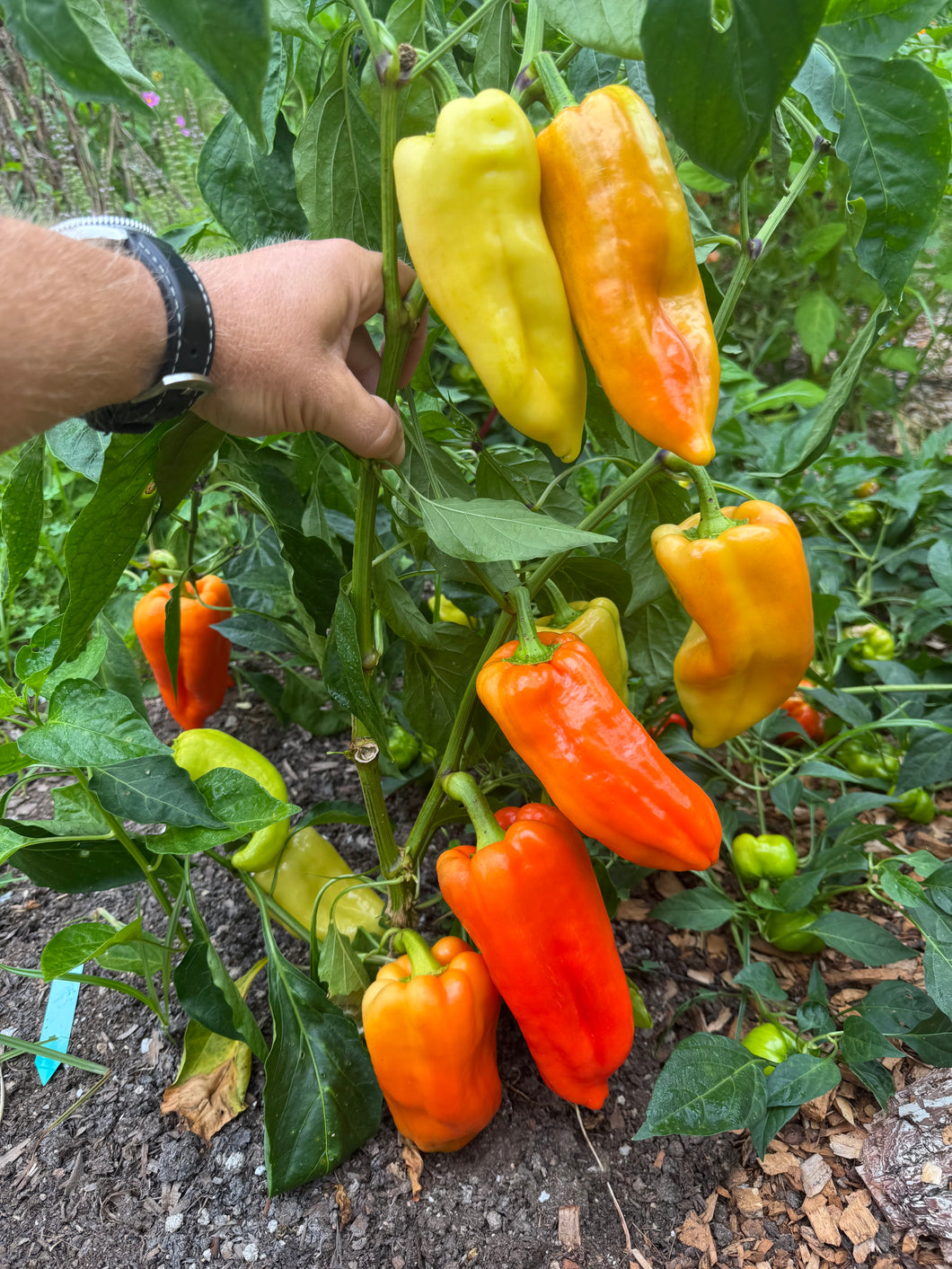 Pepper (Sweet Szentesi Pepper)