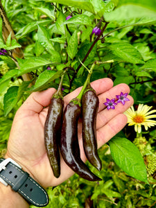 Pepper (Murasaki Sweet Pepper)