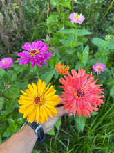 Zinnia (Cactus Zinnia)