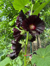 Hollyhock (Black Polish Hollyhock)