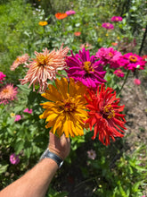 Zinnia (Cactus Zinnia)