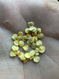 Pepper (Sweet Round of Hungary Pepper)
