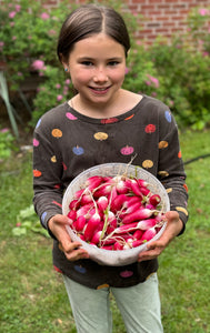 Radish (French Breakfast Radish)