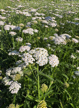 Yarrow