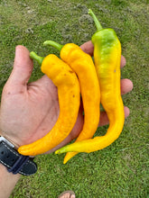 Pepper (Doux long d'Antibes Pepper)