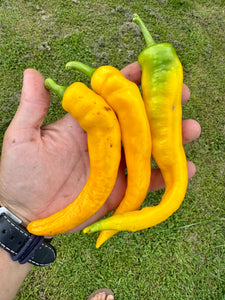 Pepper (Doux long d'Antibes Pepper)
