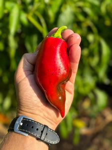 Pepper (Sweet Balkan Pepper)