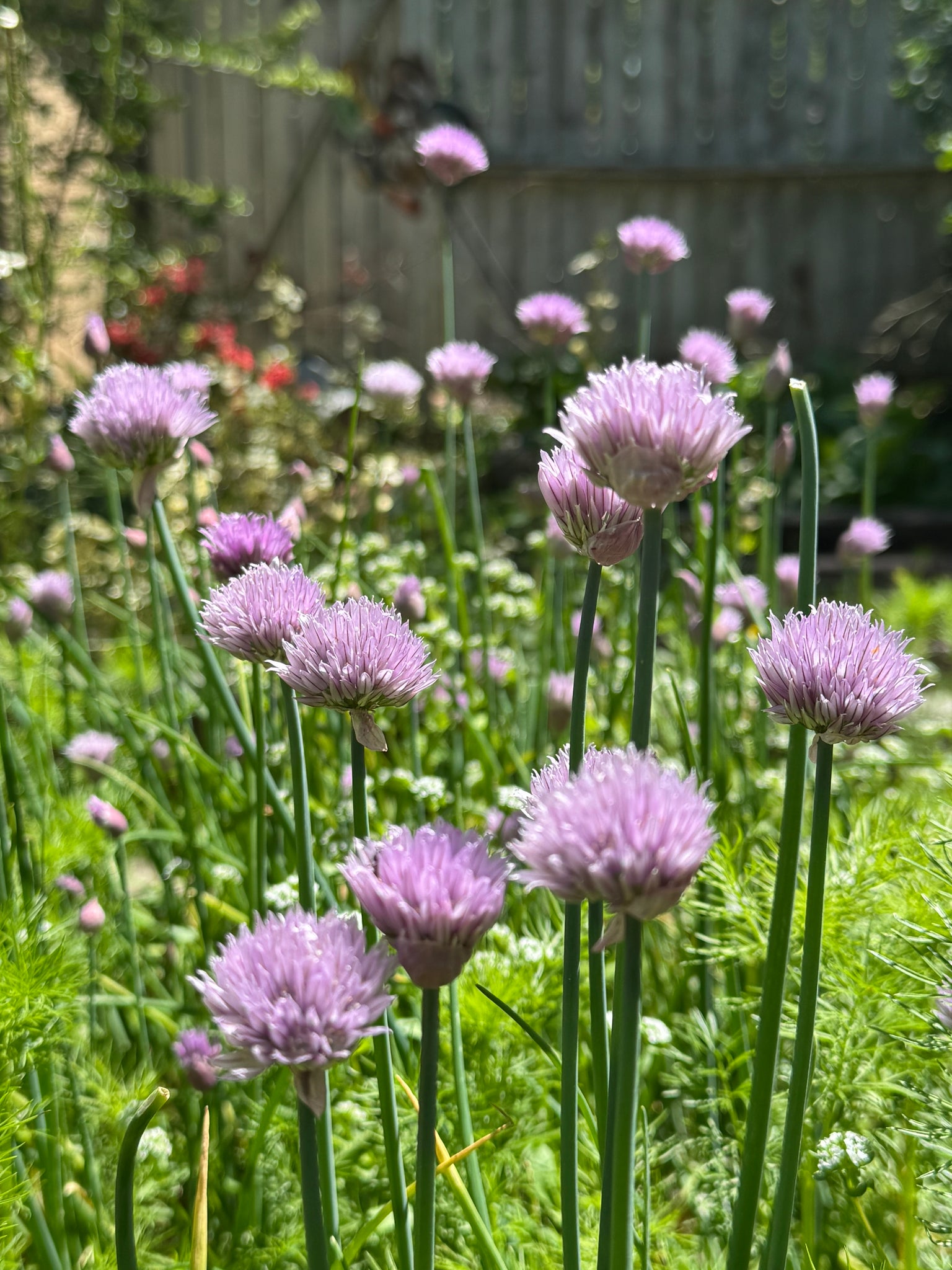 companion plant seeds Companion Plant Seed Collection