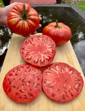Tomato (Hazel Creek Tomato)