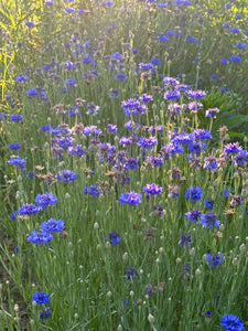 Bachelor Button (Cornflower)