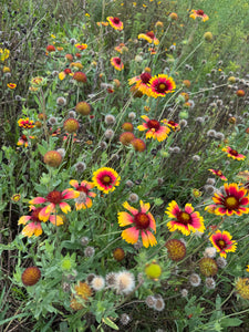 Blanket Flower / Firewheel Flower