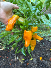 Pepper (Sweet Petit Marseillais Pepper)