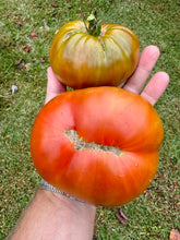 Tomato (Maggie Valley Hog Tomato)