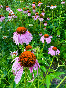 Echinacea / Coneflower