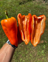 Pepper (Sweet Szentesi Pepper)