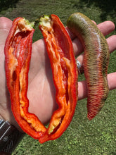 Pepper (Vezenka "Macedonian Embroidered" Pepper)🔥