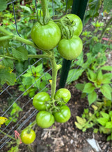Tomato (Misora Japanese Tomato)