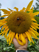 Sunflower (Mammoth)