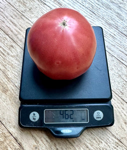 Tomato (Rose de Berne - Riviera Strain)
