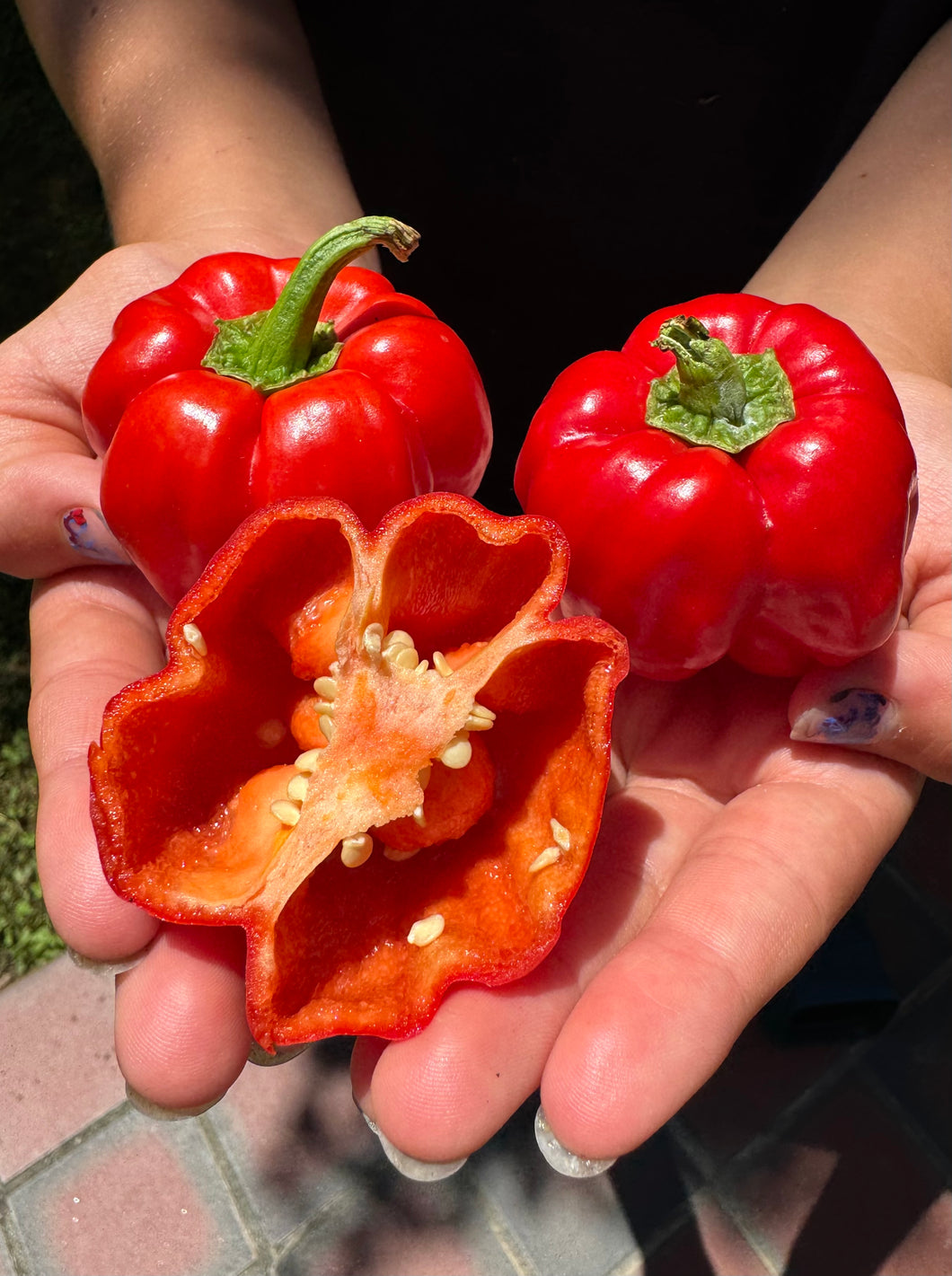 Pepper (Ampuis Sweet Pepper)
