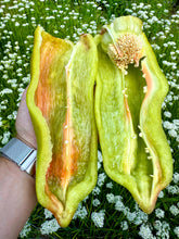 Pepper (Goccia D'Oro Pepper)