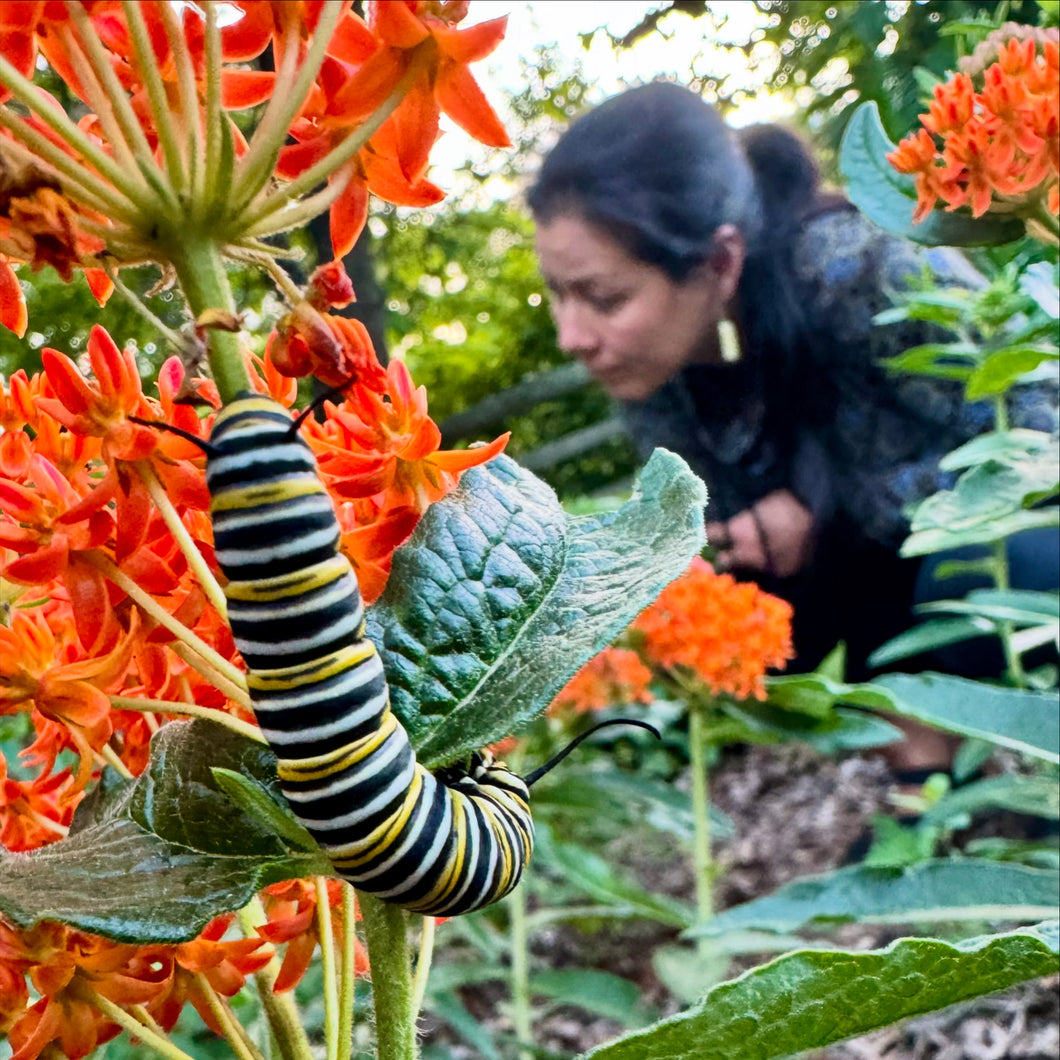 Milkweed (Butterfly Milkweed)