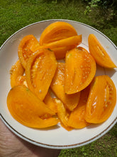 Tomato (Mountain Sun Tomato)