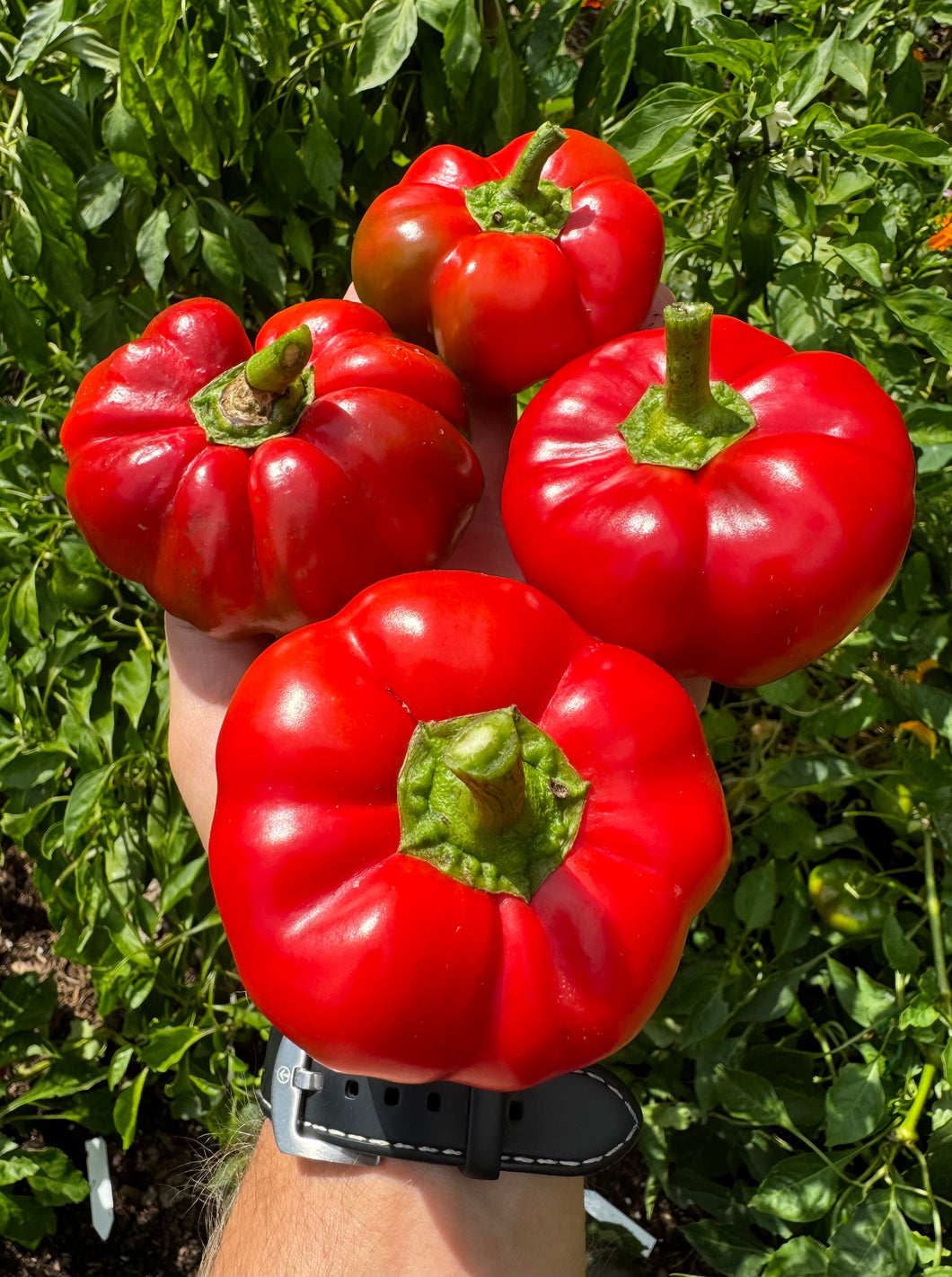 Pepper (Sweet Round of Hungary Pepper)