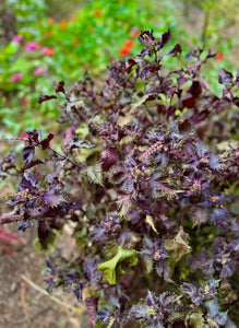 Purple Shiso