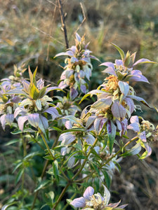 Bee Balm (Spotted bee balm)